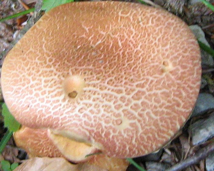 Escursione a Limestre e funghi da identificare